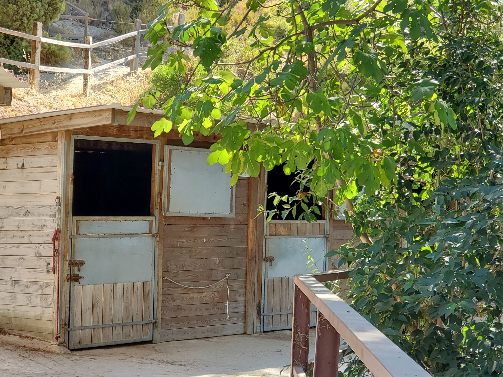 Boxes en bois sous les figuiers